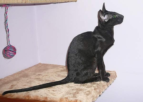 Ориентальный кот фото Самара
