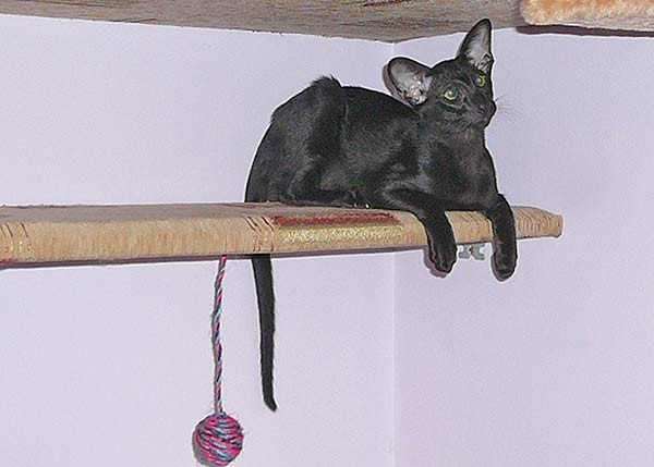 Ориентальный кот Самарские фото
