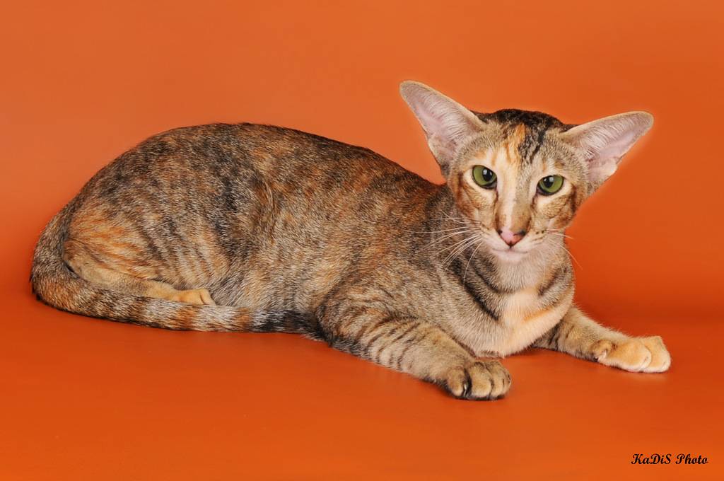 Ориентальная кошка FELICIA NEXI MAGICAL GRACE из Самарского питомника ориетальных и сиамских кошек .