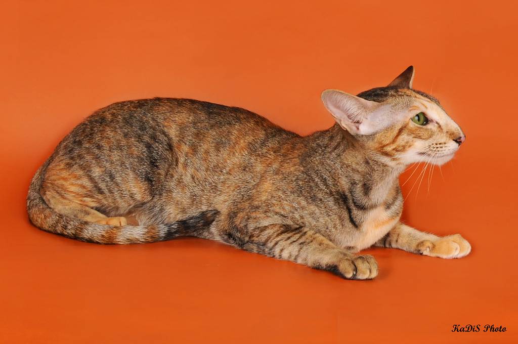 Ориентальная кошка  из Самарского питомника ориетальных и сиамских кошек .