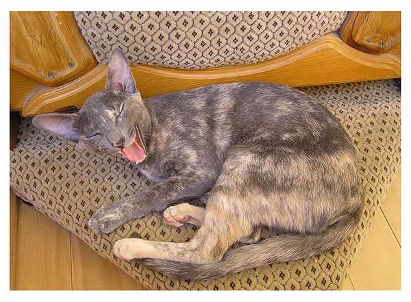 Magical Grace порода-ориентальная кошка окрас-голубокремовый
