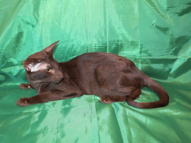 Magical Grace порода ориентальная кошка окрас-голубокремовый