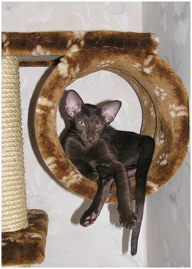 сиамские и ориентальные, кошка шоколадная гавана
