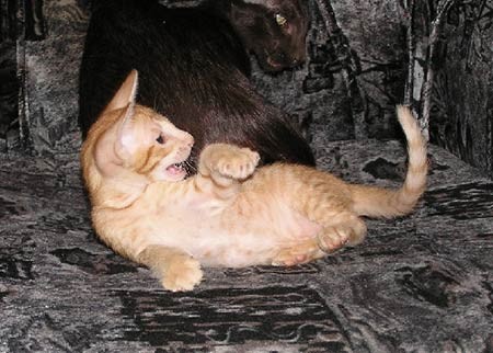 сиамский котенок и ориентальный