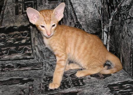 сиамский котенок и ориентальный